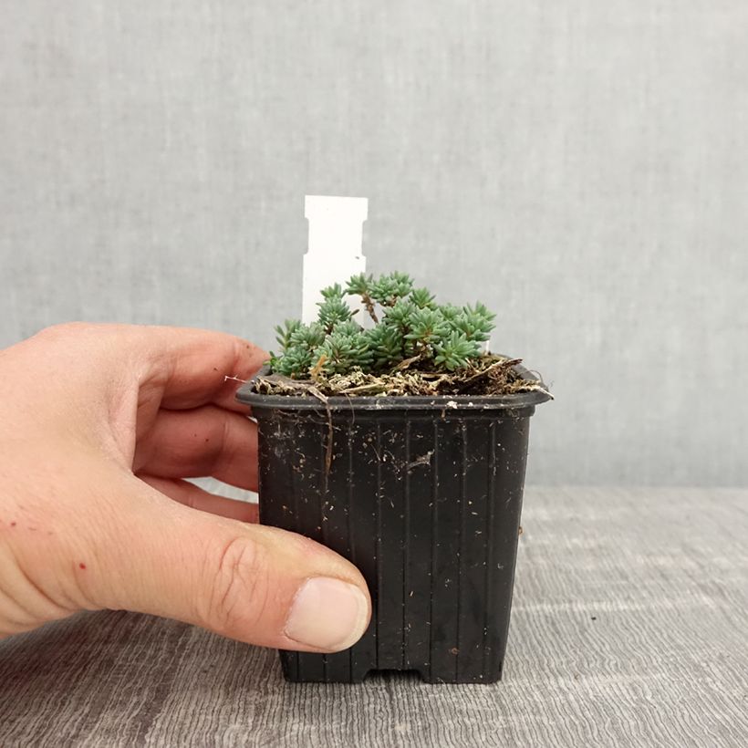 Sedum lydium Glaucum Maceta de 8/9 cm Ejemplar entregado en la primavera