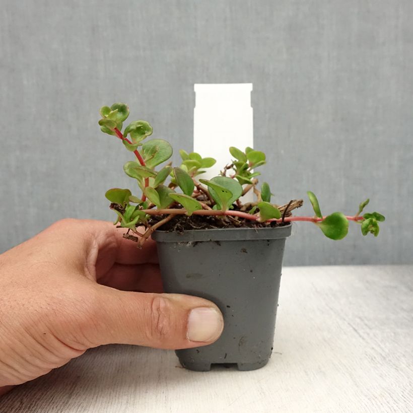 Ejemplar de Sedum makinoi Lime Maceta de 7/8 cm entregado en verano