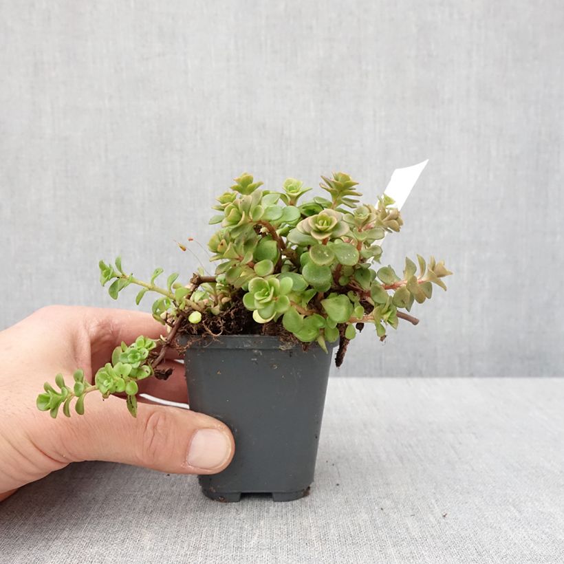 Sedum makinoi Lime Maceta de 8/9 cm Ejemplar entregado en invierno