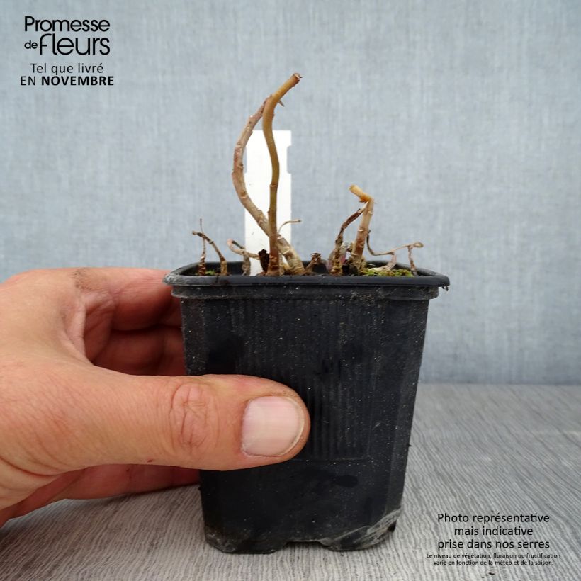 Ejemplar de Sedum telephium Marina - Telefío Maceta de 8/9 cm entregado en otoño