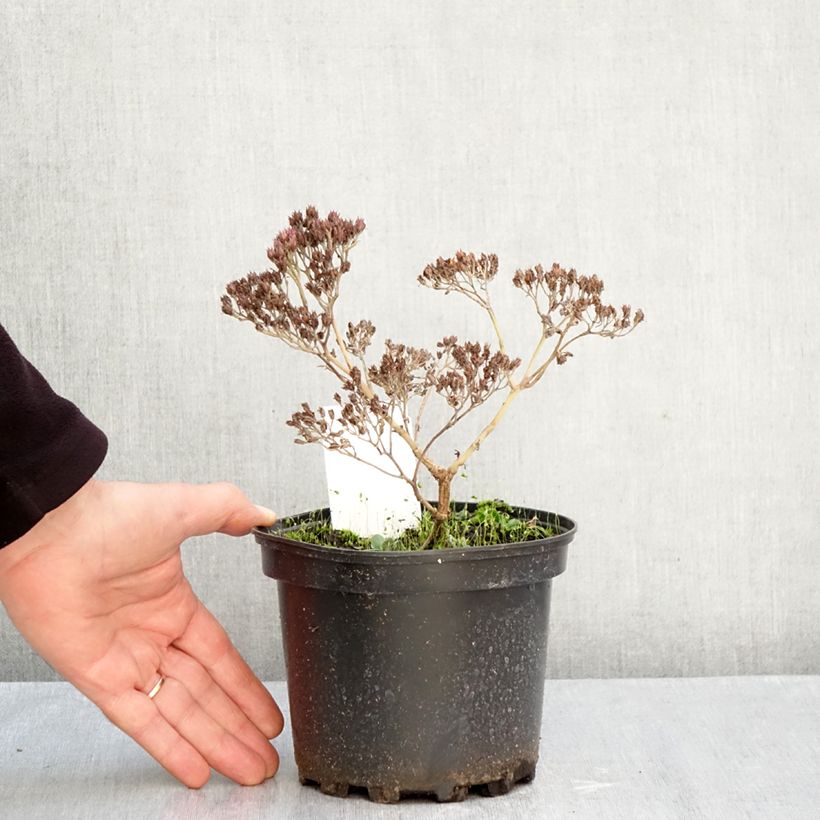 Ejemplar de Sedum Matrona Maceta 2L/3L entregado en otoño