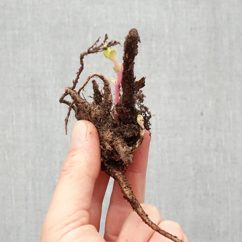 Sedum Matrona Raíces desnudas Ejemplar entregado en invierno