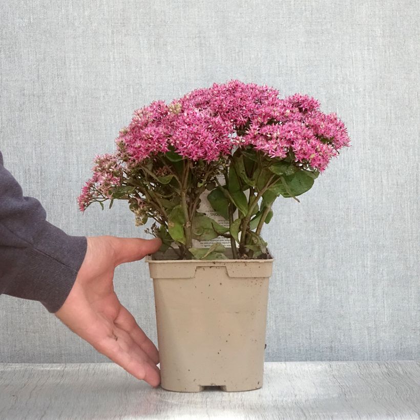 Ejemplar de Sedum Mr Goodbud Maceta 2L/3L entregado en verano