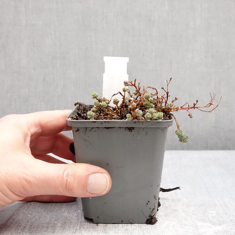 Sedum ewersii Rose Maceta de 8/9 cm Ejemplar entregado en invierno