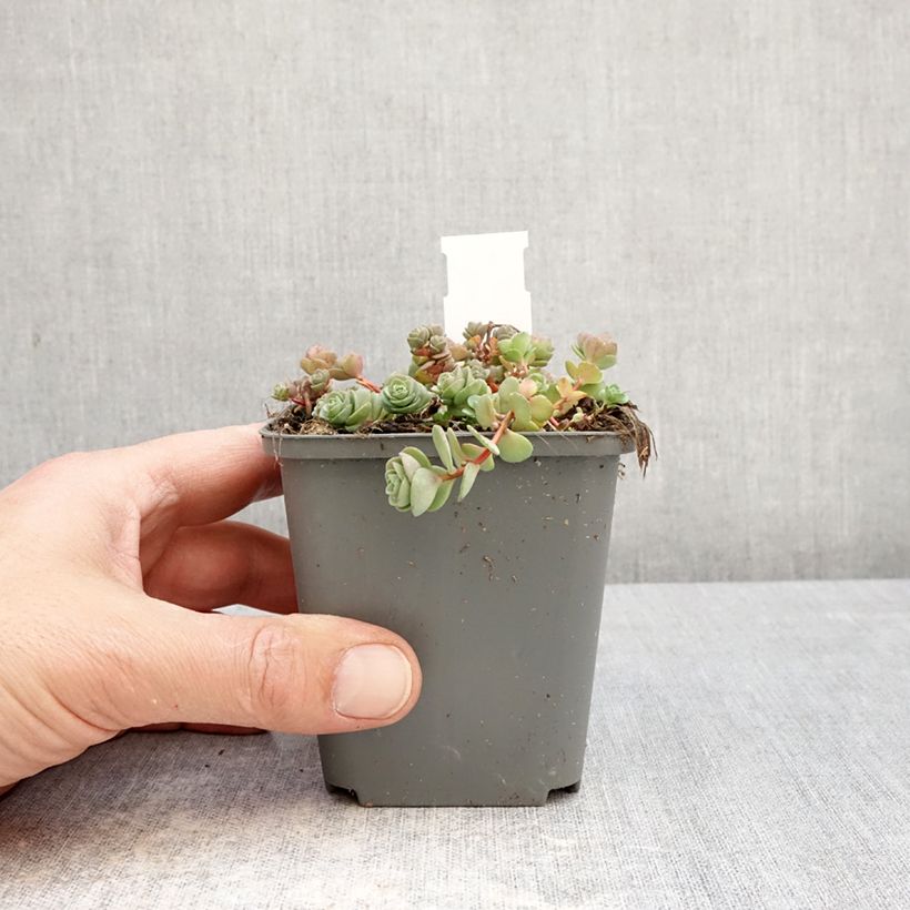 Sedum ewersii Rose Maceta de 8/9 cm Ejemplar entregado en la primavera