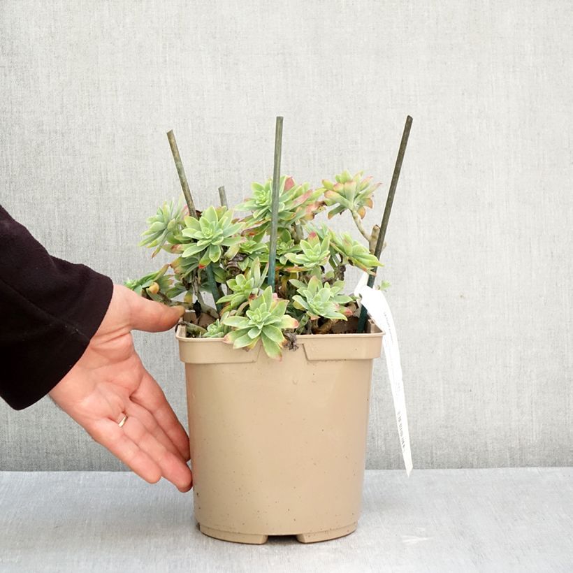 Ejemplar de Sedum palmeri Maceta 3L/4L entregado en otoño