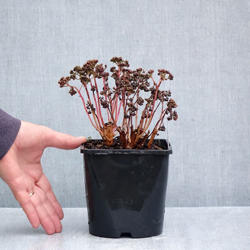 Ejemplar de Sedum telephium Peach Pearls - Telefío Maceta 1,5L/2L entregado en otoño