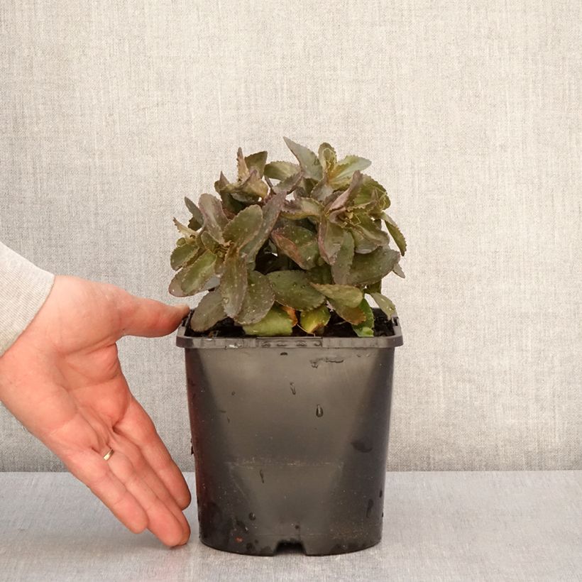 Sedum telephium Peach Pearls - Telefío Maceta 1,5L/2L Ejemplar entregado en la primavera