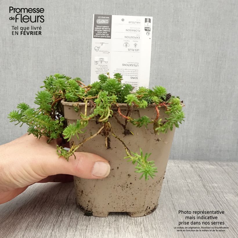 Sedum pulchellum Maceta 2L/3L Ejemplar entregado en invierno