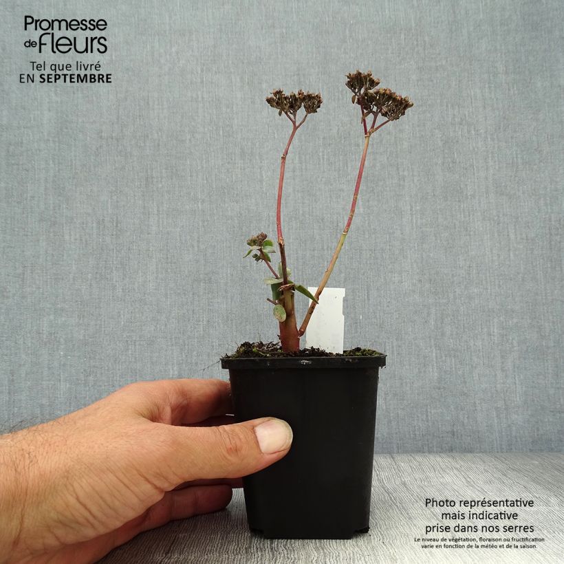 Ejemplar de Sedum spectabile Purple Emperor - Telefío Maceta de 8/9 cm entregado en otoño