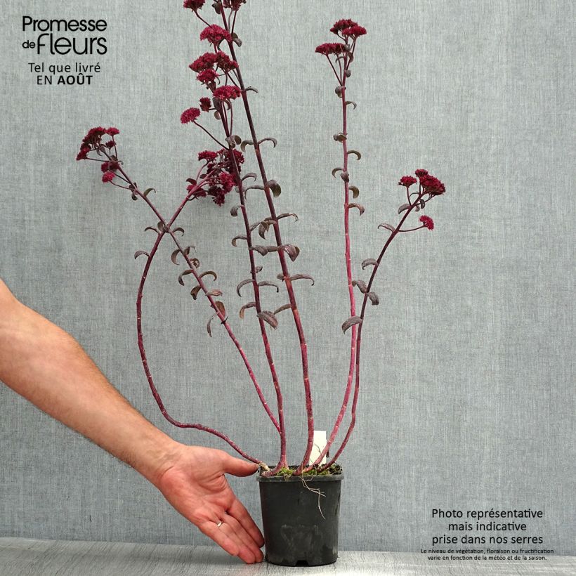 Ejemplar de Sedum spectabile Purple Emperor - Telefío Maceta 1,5L/2L entregado en verano