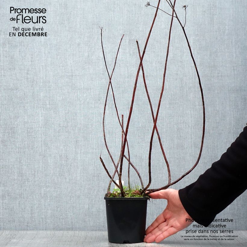 Sedum spectabile Purple Emperor - Telefío Maceta 1,5L/2L Ejemplar entregado en invierno