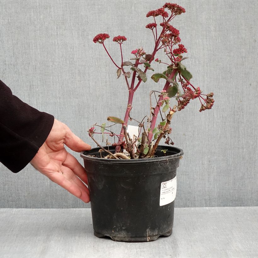 Ejemplar de Sedum Red Cauli Maceta 2L/3L entregado en otoño