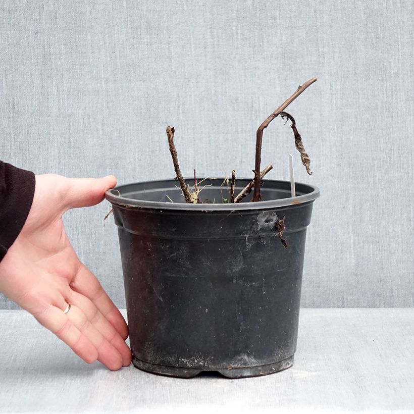 Sedum Red Cauli Maceta 2L/3L Ejemplar entregado en invierno