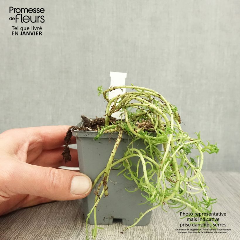 Sedum reflexum Angelina - Uña de gato Maceta de 8/9 cm Ejemplar entregado en invierno