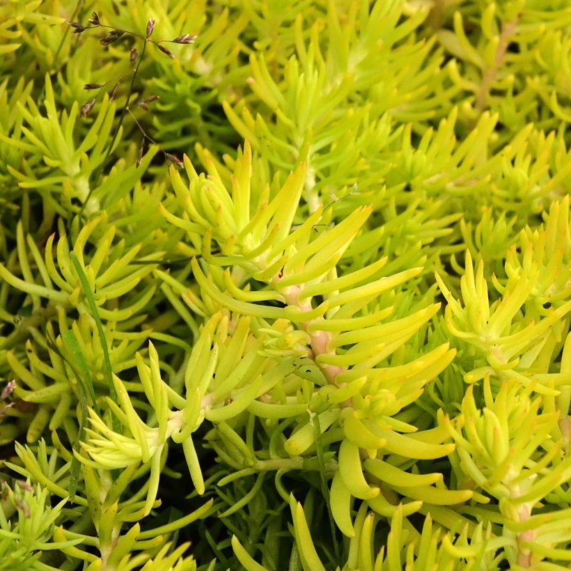 Sedum reflexum Yellow Cushion - Uña de gato (Follaje)