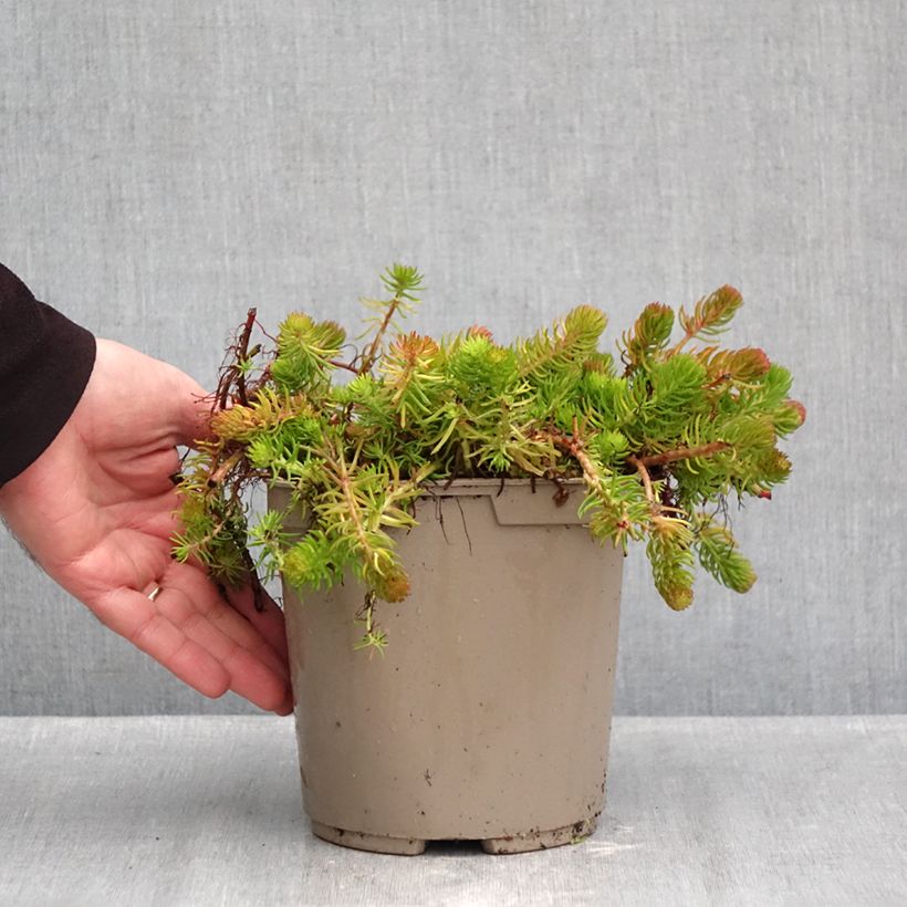 Ejemplar de Sedum reflexum Yellow Cushion - Uña de gato Maceta 3L/4L entregado en otoño