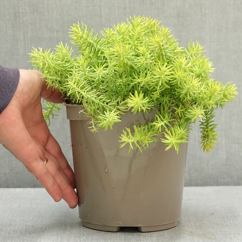 Ejemplar de Sedum reflexum Yellow Cushion - Orpin réfléchi Pot de 3L/4L entregado en verano