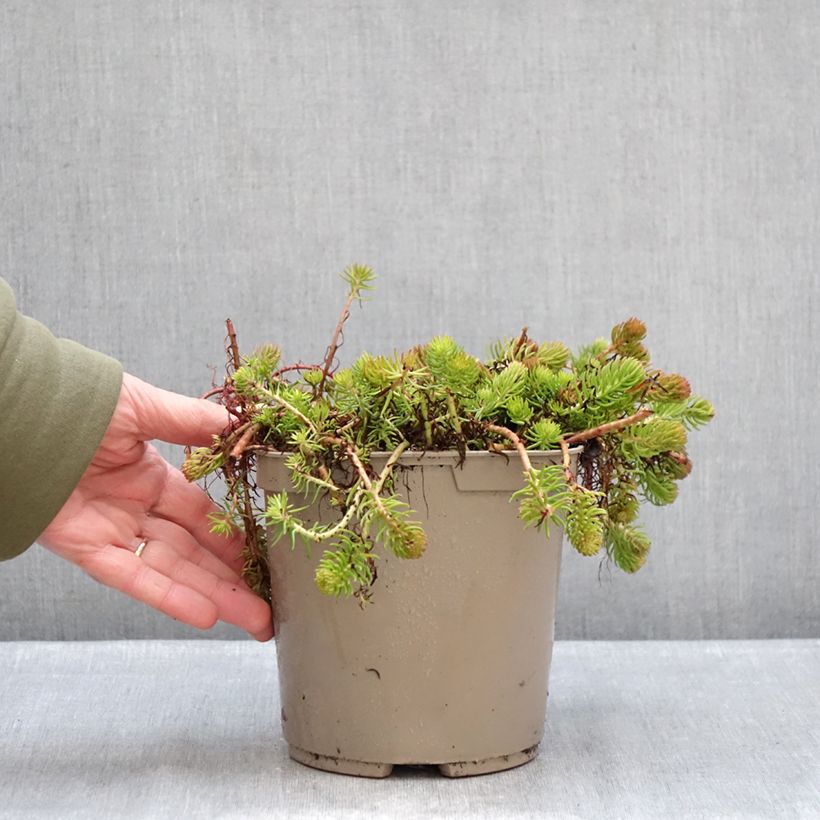 Sedum reflexum Yellow Cushion - Uña de gato Maceta 3L/4L Ejemplar entregado en invierno