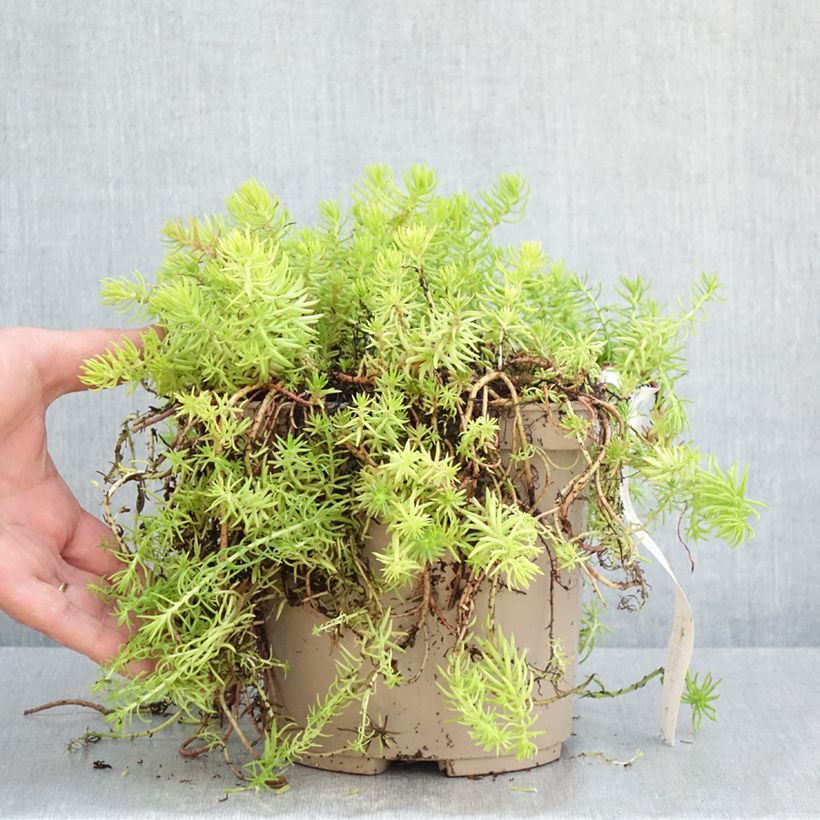 Sedum reflexum Yellow Cushion - Uña de gato Maceta 3L/4L Ejemplar entregado en la primavera