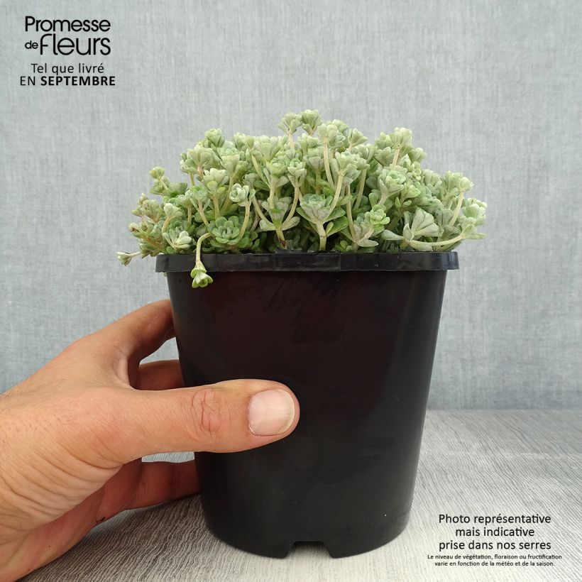 Ejemplar de Sedum spathulifolium Cape Blanco Maceta 1,5L/2L entregado en verano