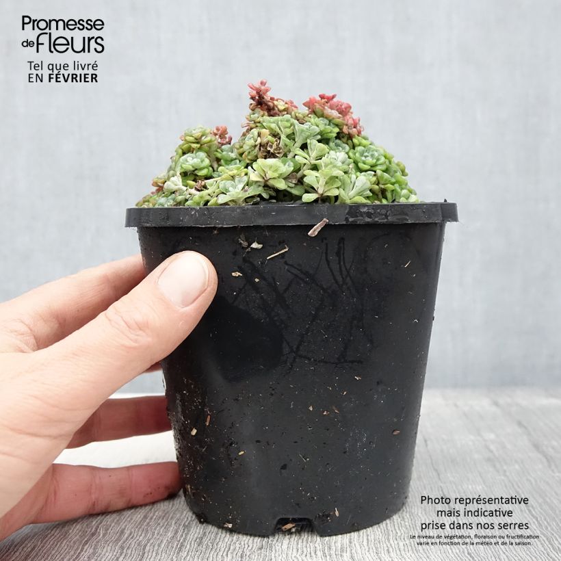 Sedum spathulifolium Cape Blanco Maceta 1,5L/2L Ejemplar entregado en invierno