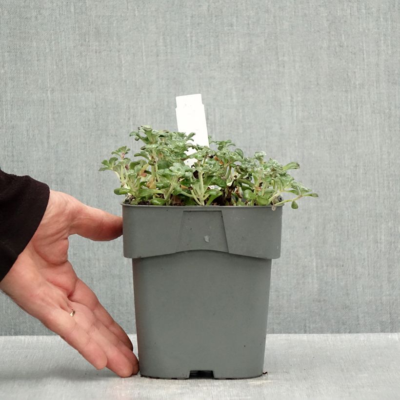 Ejemplar de Sedum spathulifolium Purpureum Maceta 2L/3L entregado en otoño
