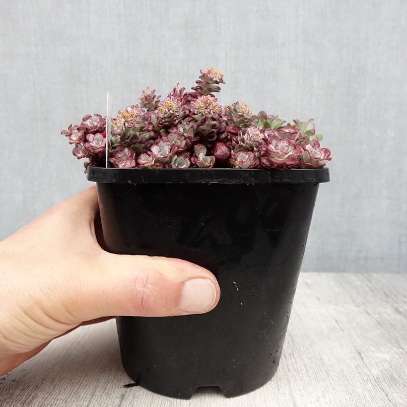 Sedum spathulifolium Purpureum Maceta 2L/3L Ejemplar entregado en la primavera