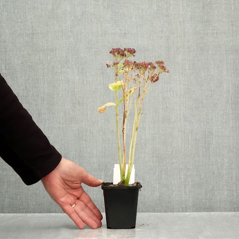 Ejemplar de Sedum spectabile Brilliant - Telefío Maceta de 8/9 cm entregado en otoño