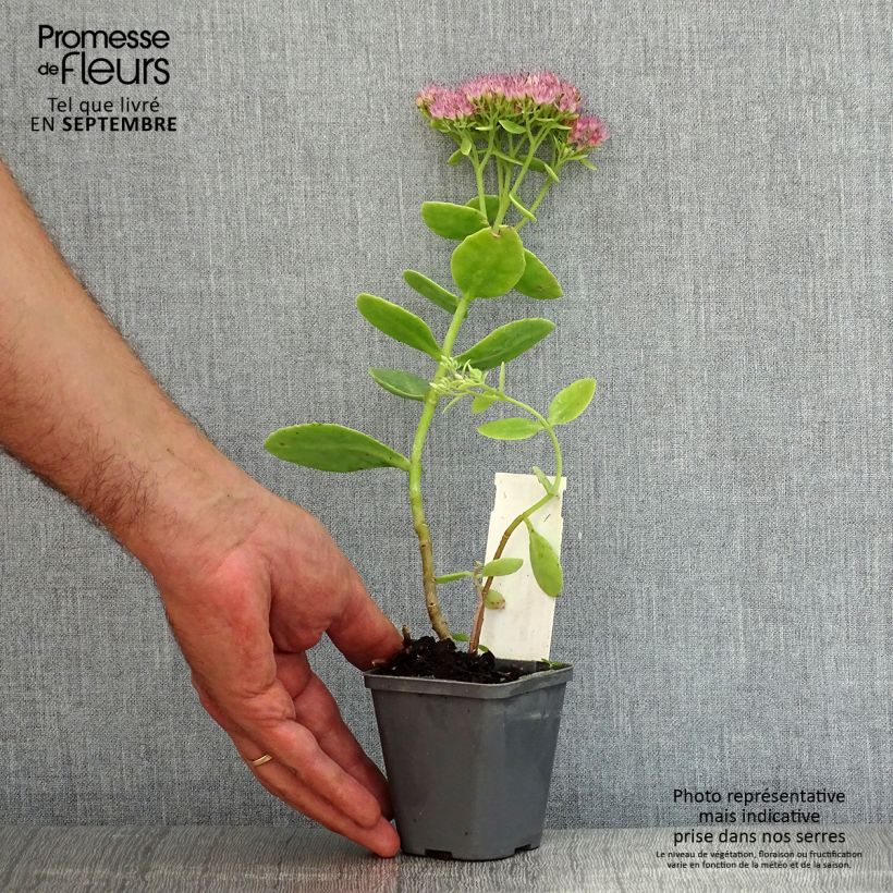 Ejemplar de Sedum spectabile Brilliant - Telefío Maceta de 8/9 cm entregado en verano