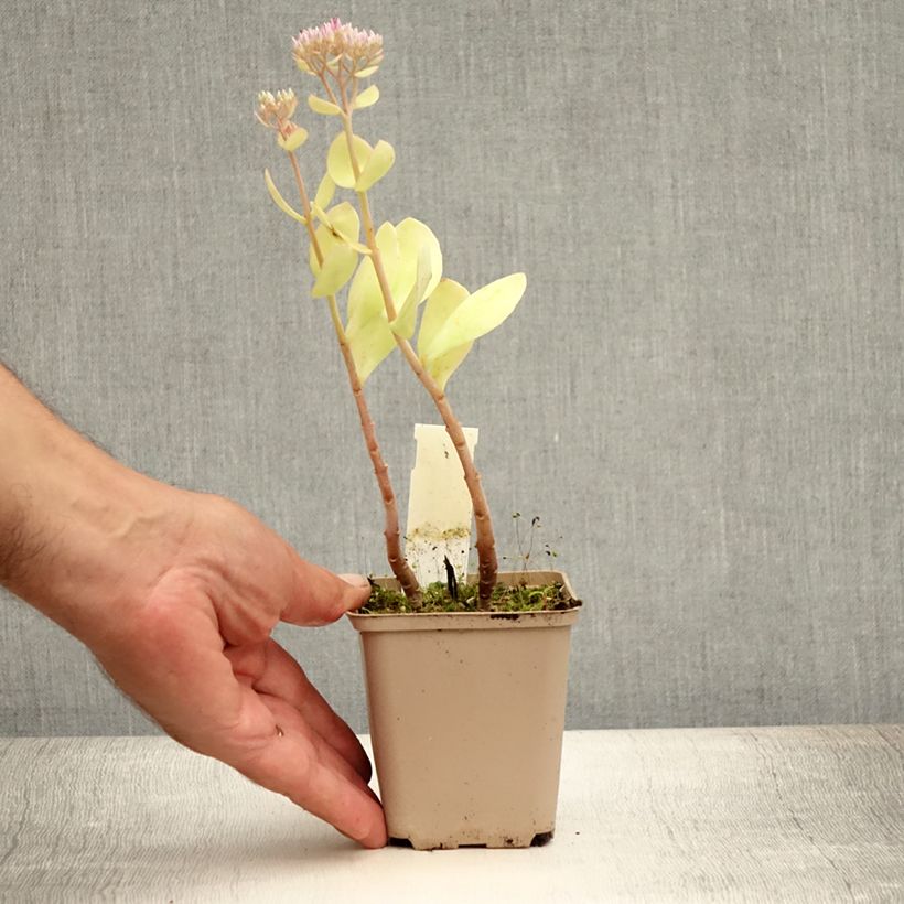 Ejemplar de Sedum spectabile Meteor - Telefío Maceta de 8/9 cm entregado en verano