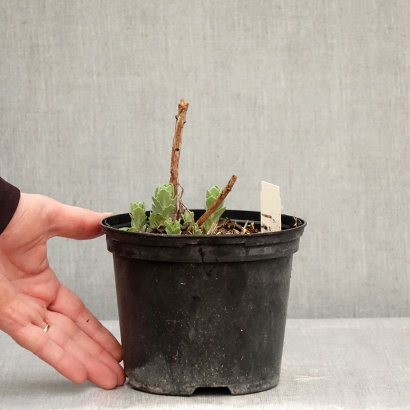 Sedum spectabile Neon - Telefío Maceta 2L/3L Ejemplar entregado en invierno