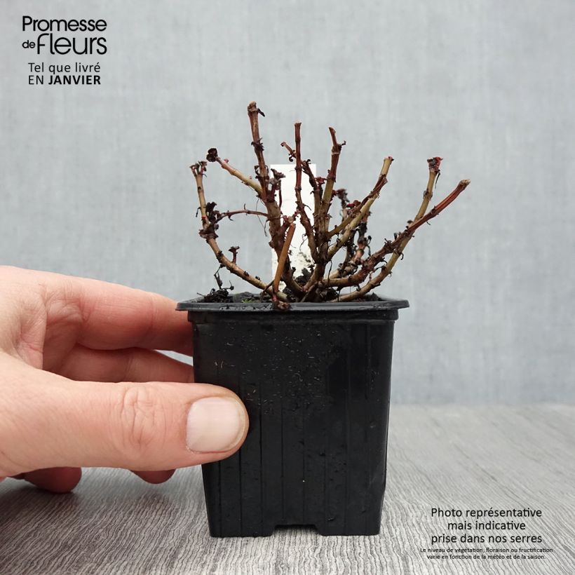 Sedum spurium Dragon Blood - Sedo bastardo Maceta de 8/9 cm Ejemplar entregado en invierno