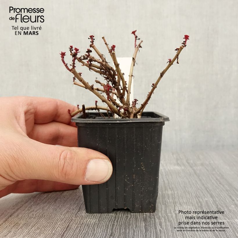 Sedum spurium Dragon Blood - Sedo bastardo Maceta de 8/9 cm Ejemplar entregado en la primavera