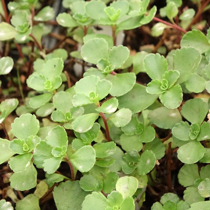 Sedum spurium Dragon Blood - Sedo bastardo (Follaje)