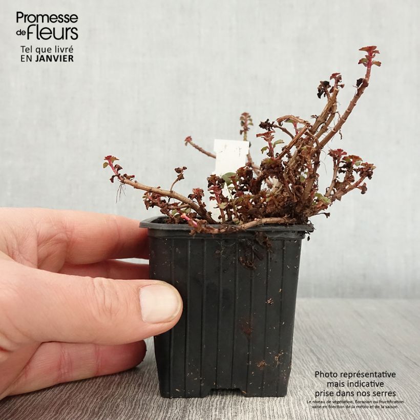 Sedum spurium Fuldaglut - Sedo bastardo Maceta de 8/9 cm Ejemplar entregado en invierno