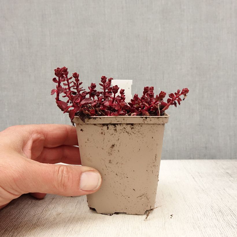 Sedum spurium Fuldaglut - Sedo bastardo Maceta de 8/9 cm Ejemplar entregado en la primavera