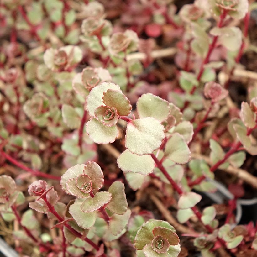 Sedum spurium Fuldaglut - Sedo bastardo (Follaje)