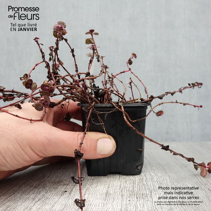 Sedum spurium Woodoo - Sedo bastardo Maceta de 8/9 cm Ejemplar entregado en invierno