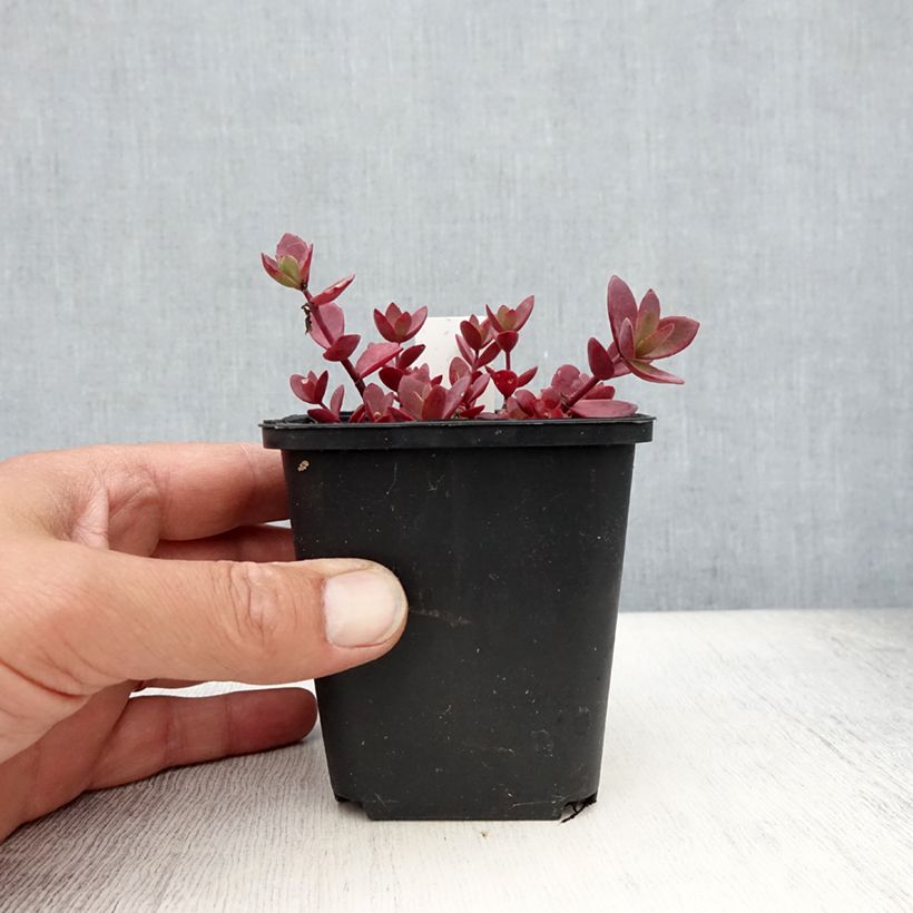 Ejemplar de Sedum Sunsparkler Blue Pearl Maceta de 8/9 cm entregado en verano
