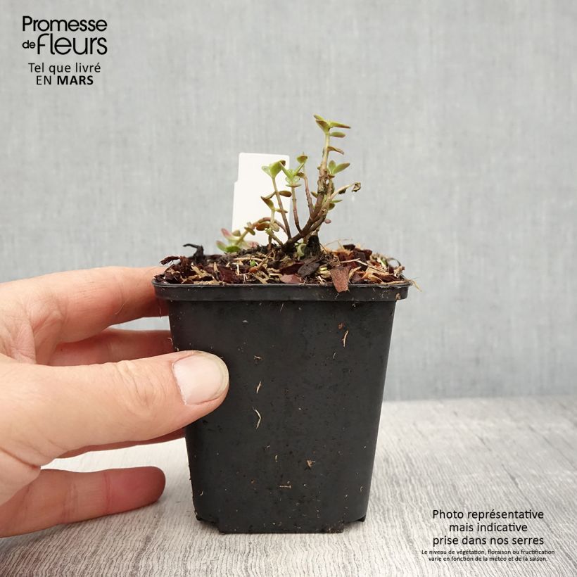 Sedum Sunsparkler Blue Pearl Maceta de 8/9 cm Ejemplar entregado en la primavera