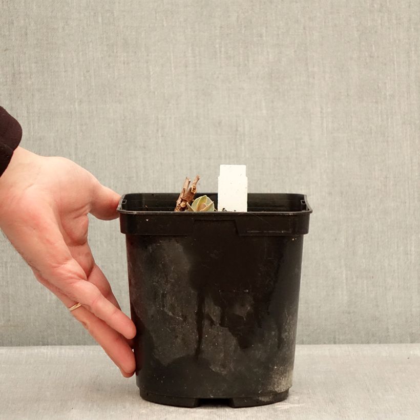 Sedum Sunsparkler Blue Pearl Maceta 2L/3L Ejemplar entregado en invierno