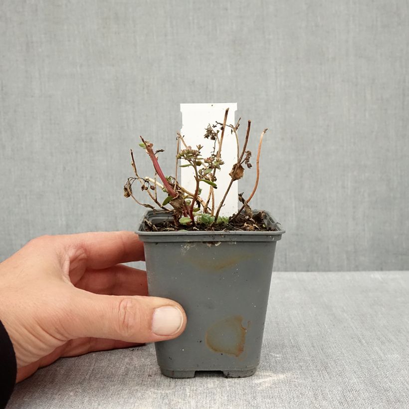Ejemplar de Sedum Sunsparkler Cherry Tart Maceta de 8/9 cm entregado en otoño