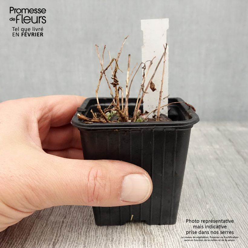 Sedum Sunsparkler Dream Dazzler Maceta de 8/9 cm Ejemplar entregado en invierno