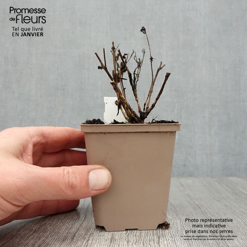 Sedum Sunsparkler Plum Dazzled Maceta de 8/9 cm Ejemplar entregado en invierno