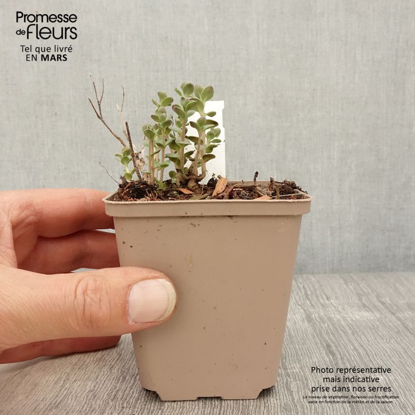 Sedum Sunsparkler Plum Dazzled Maceta de 8/9 cm Ejemplar entregado en la primavera