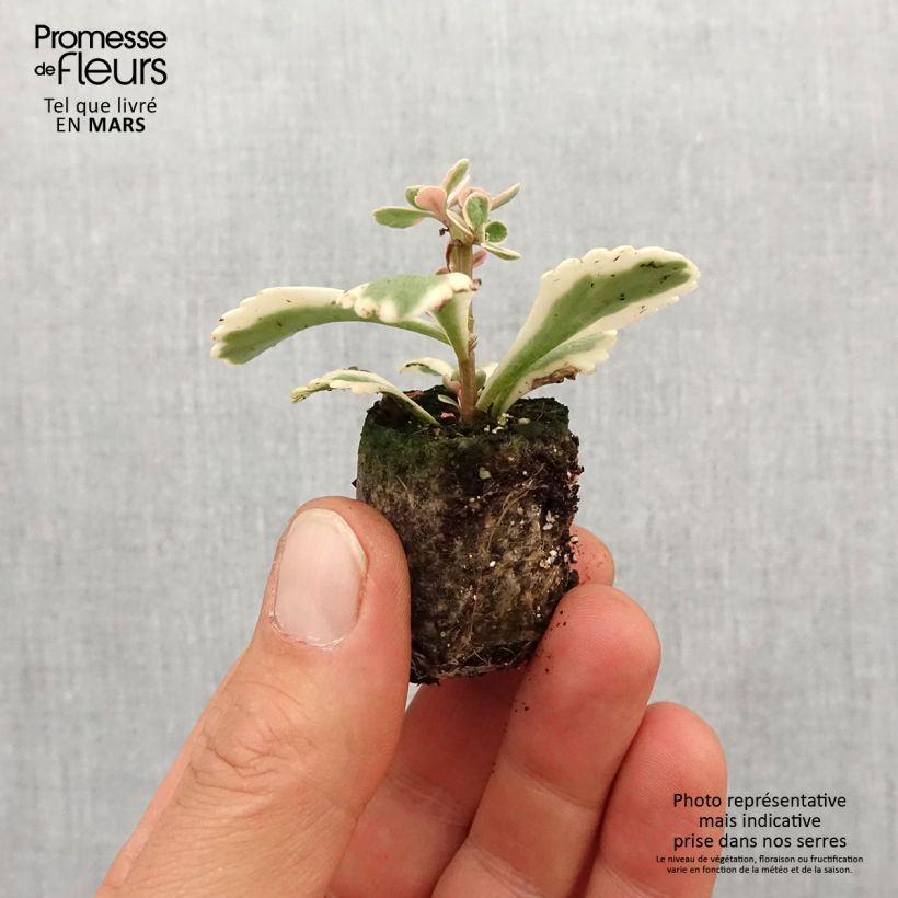 Sedum takesimense Atlantis minicepellón: Ø 3/4 cm Ejemplar entregado en la primavera