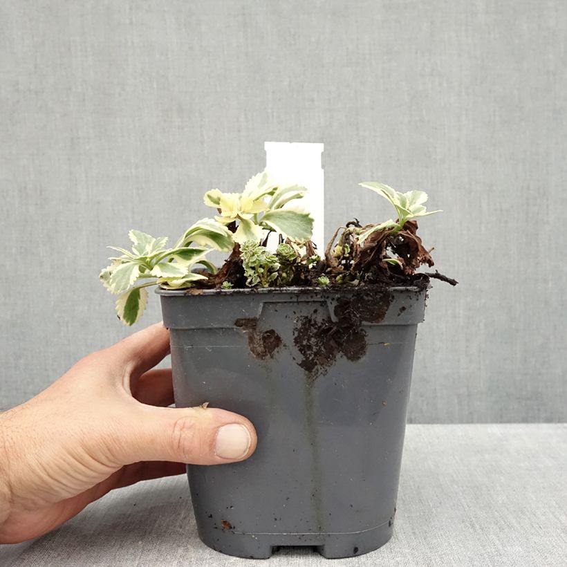 Ejemplar de Sedum takesimense Atlantis Maceta 1,5L/2L entregado en otoño