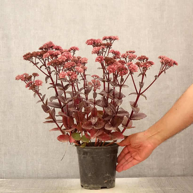 Ejemplar de Sedum Bon Bon Maceta 2L/3L entregado en verano