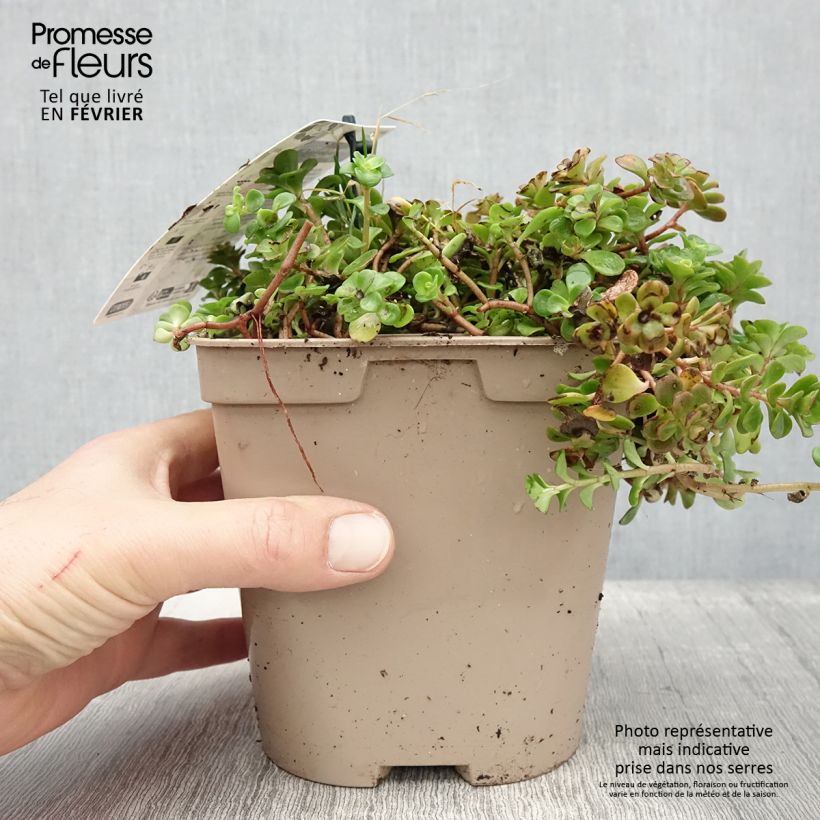 Sedum tetractinum Coral Reef Maceta 2L/3L Ejemplar entregado en invierno